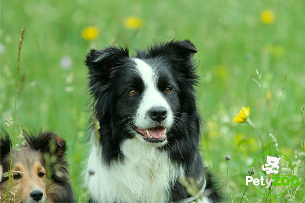 border collie y su comportamiento