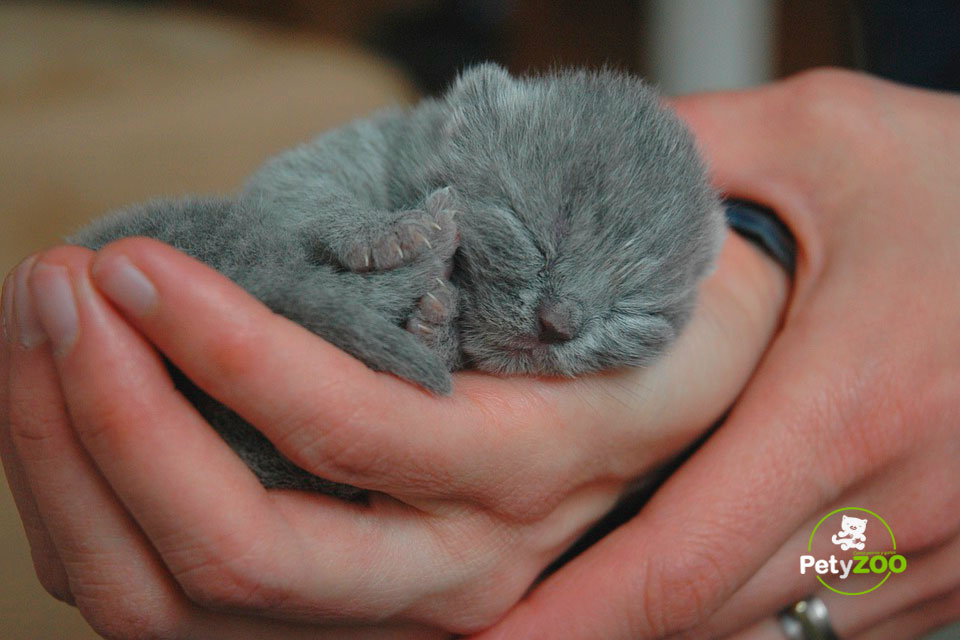 Cómo cuidar gatitos recién nacidos 1