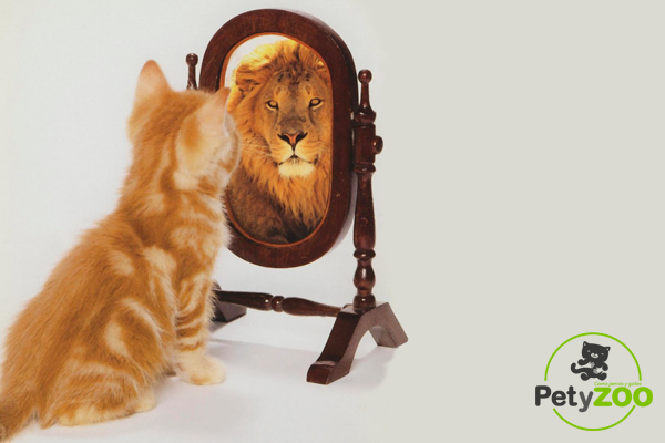 Breve: ¿Cómo convertir a tu gato en un verdadero león? 14