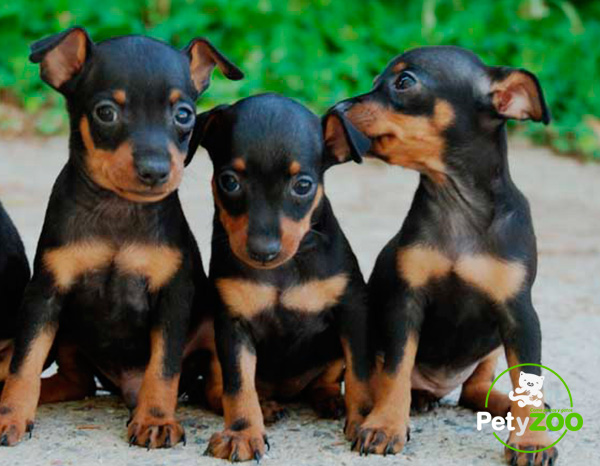 razas-perros-pinscher