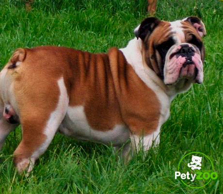 bulldog-ingles-razas-medianas-top-mascotas