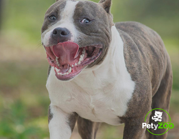 perro american bully