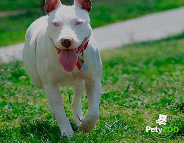 american-pitbull-terrier-top-can-fisico-temperamento-cuidados
