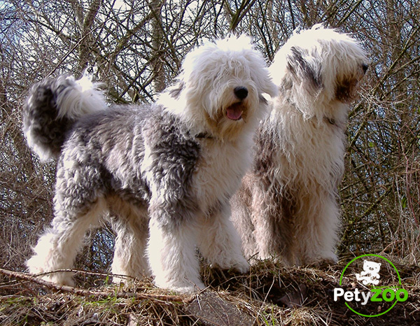 Bobtail o antiguo pastor inglés: características y cuidados