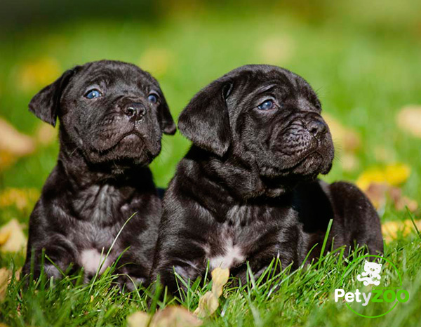 cane-corso-cachorros-cuidados-salud