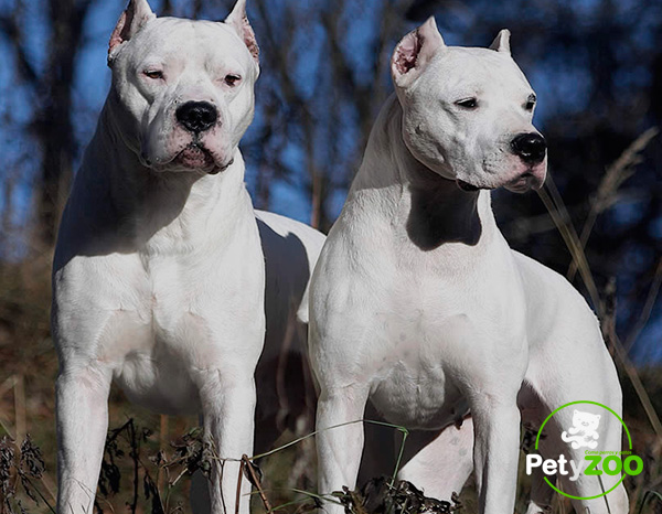 Mountain Lion vs. Dogo Argentino (pack of 2/3) | The World ...