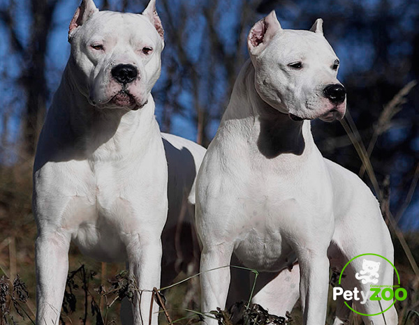 dogo-cachorros-argentina-curiosidades