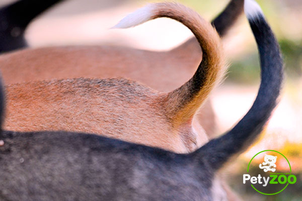 ¿Sabías que ya está prohibido cortar el rabo y las orejas a las mascotas en España? 17