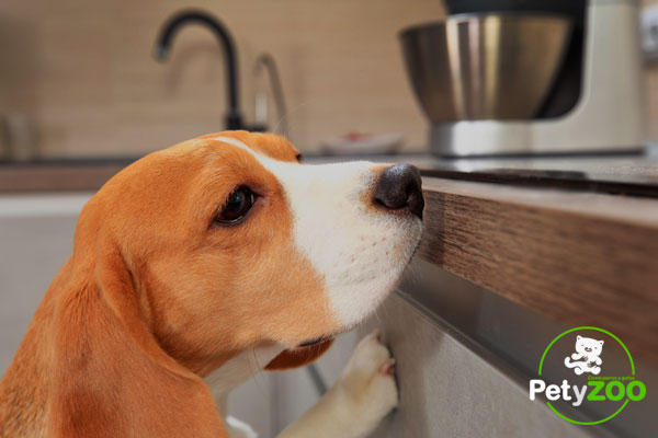 ¿Por qué no le estás dando alimentos naturales a tu perro? 🐶 1
