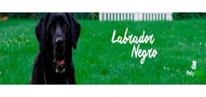 Labrador Negro